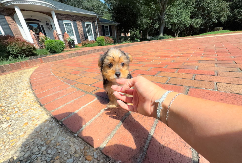 Cute Yorkshire Terrier Baby