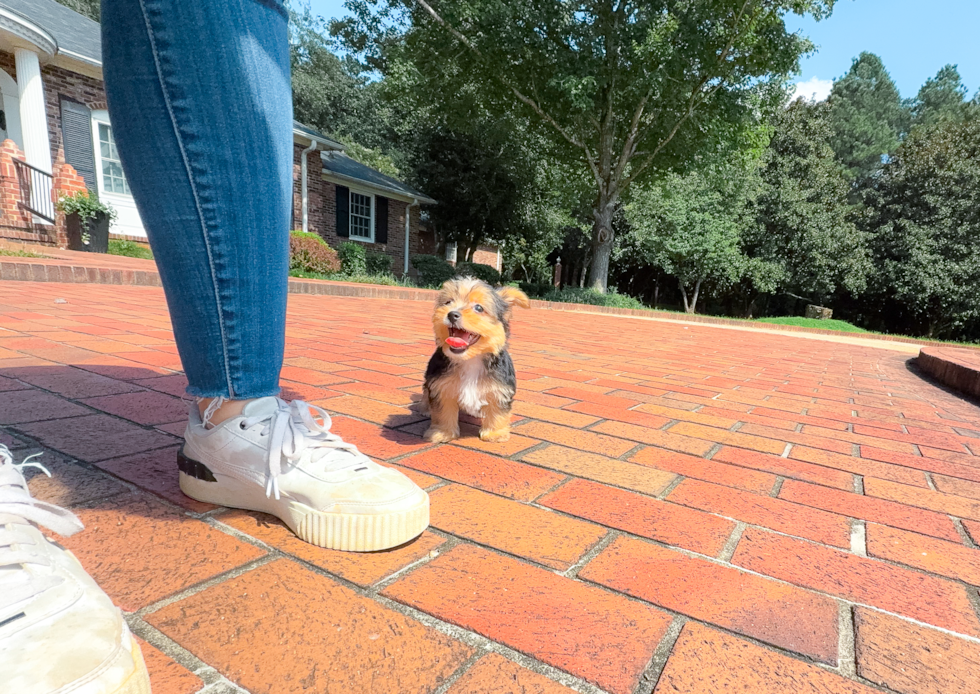 Yorkshire Terrier Pup Being Cute