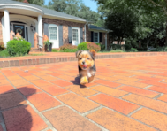 9 week old Yorkshire Terrier Puppy For Sale - Simply Southern Pups