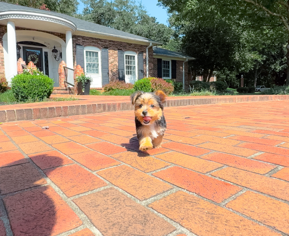 Cute Yorkshire Terrier Purebred Pup