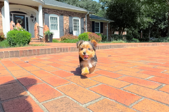Cute Yorkshire Terrier Purebred Pup