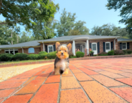 11 week old Yorkshire Terrier Puppy For Sale - Simply Southern Pups