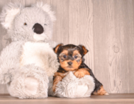 6 week old Yorkshire Terrier Puppy For Sale - Simply Southern Pups