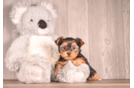 Best Yorkshire Terrier Baby