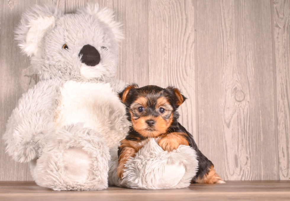 Best Yorkshire Terrier Baby