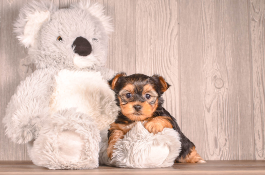 Best Yorkshire Terrier Baby
