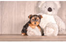 Yorkshire Terrier Puppy for Adoption