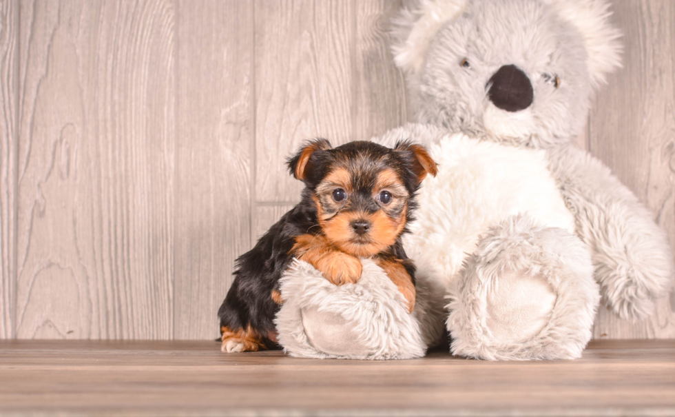 Yorkshire Terrier Puppy for Adoption