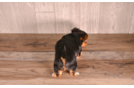 Yorkshire Terrier Puppy for Adoption