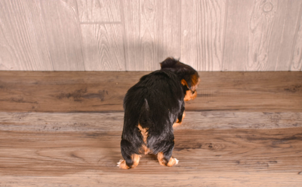 Yorkshire Terrier Puppy for Adoption