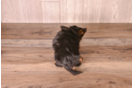 Cute Yorkshire Terrier Baby