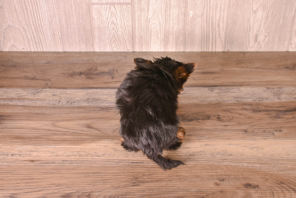 Cute Yorkshire Terrier Baby