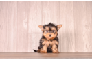 Yorkshire Terrier Puppy for Adoption