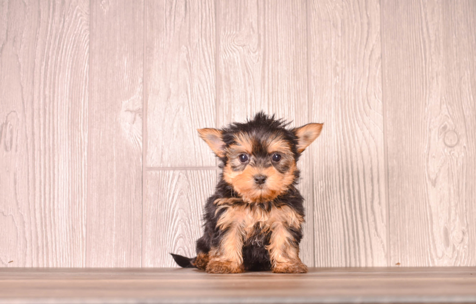 Yorkshire Terrier Puppy for Adoption