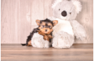Yorkshire Terrier Puppy for Adoption
