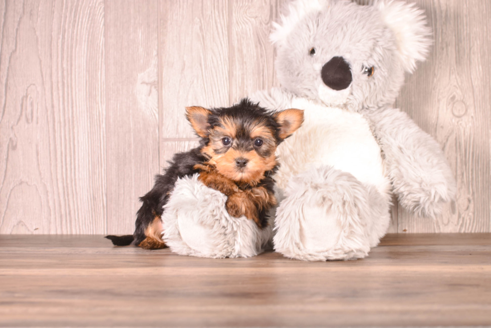 Yorkshire Terrier Puppy for Adoption