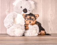 6 week old Yorkshire Terrier Puppy For Sale - Simply Southern Pups