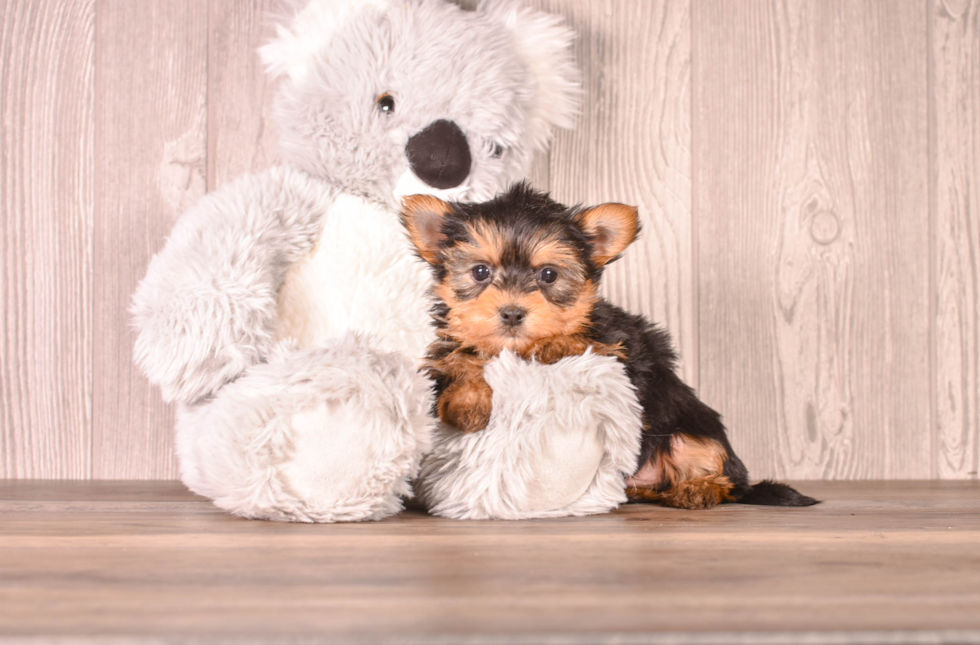 Cute Yorkie Purebred Puppy