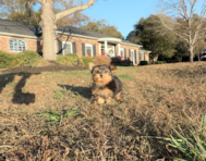 8 week old Yorkshire Terrier Puppy For Sale - Simply Southern Pups