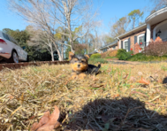 8 week old Yorkshire Terrier Puppy For Sale - Simply Southern Pups