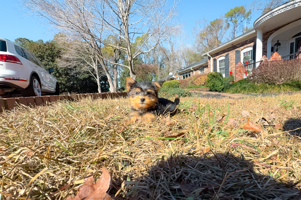 9 week old Yorkshire Terrier Puppy For Sale - Simply Southern Pups