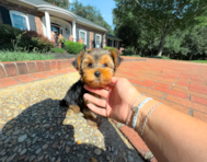 9 week old Yorkshire Terrier Puppy For Sale - Simply Southern Pups