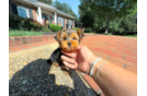 Cute Yorkshire Terrier Baby