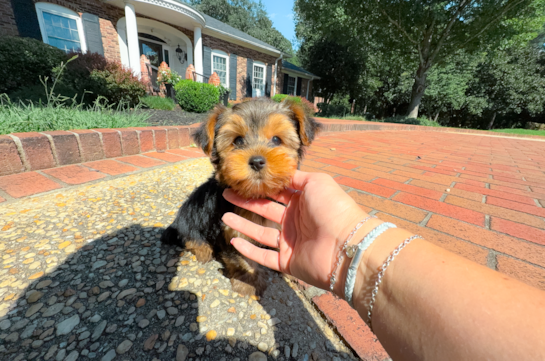 Cute Yorkshire Terrier Baby