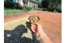Yorkshire Terrier Puppy for Adoption
