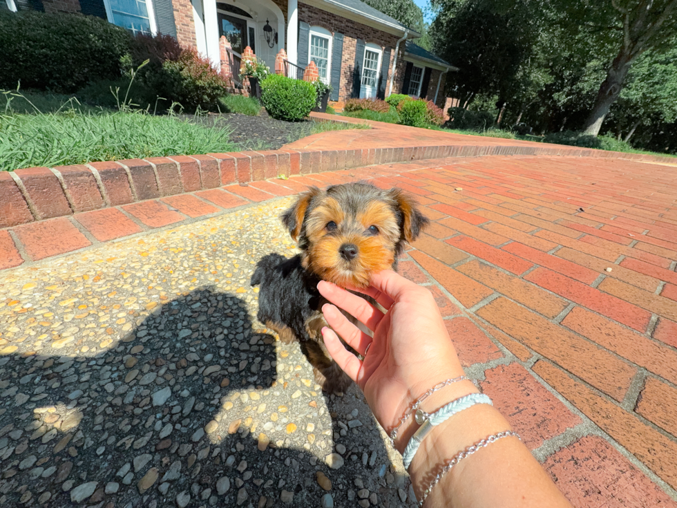 Yorkshire Terrier Puppy for Adoption