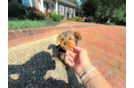 Best Yorkshire Terrier Baby