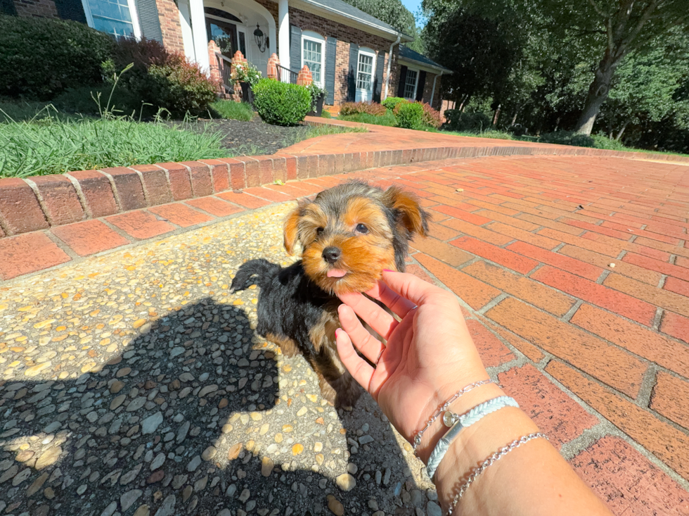 Best Yorkshire Terrier Baby