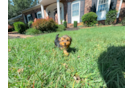 Yorkshire Terrier Pup Being Cute