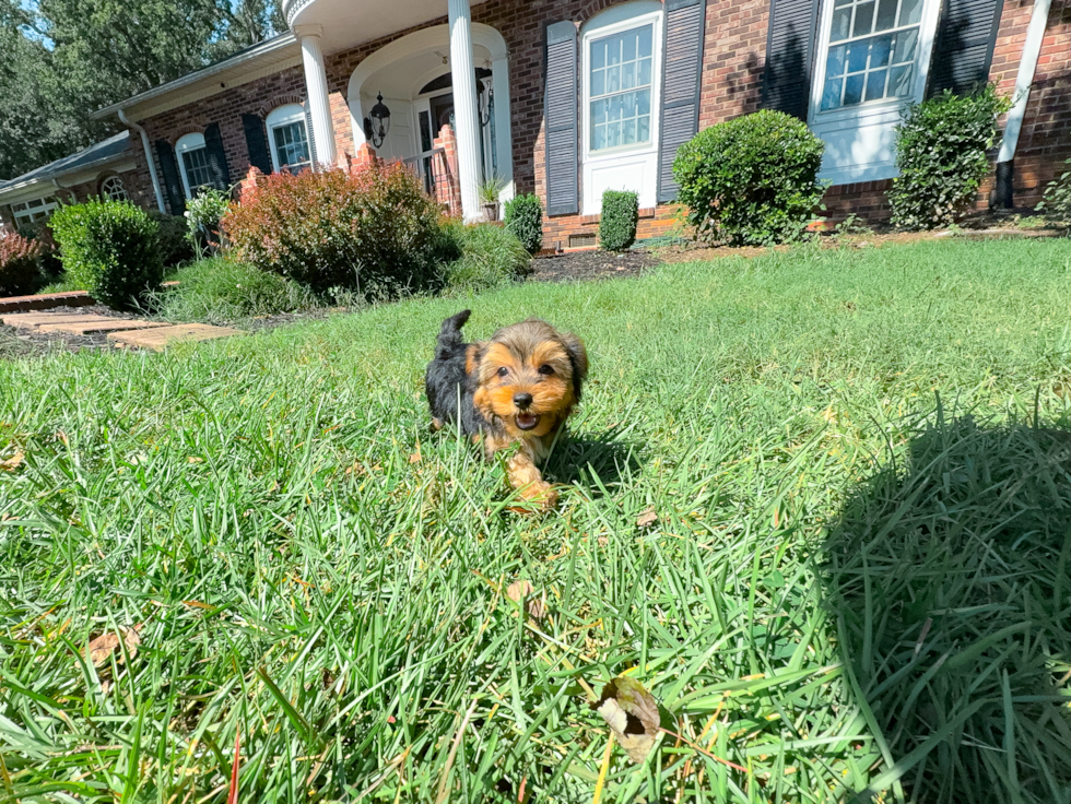 Yorkshire Terrier Pup Being Cute