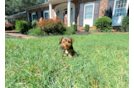 Yorkshire Terrier Puppy for Adoption
