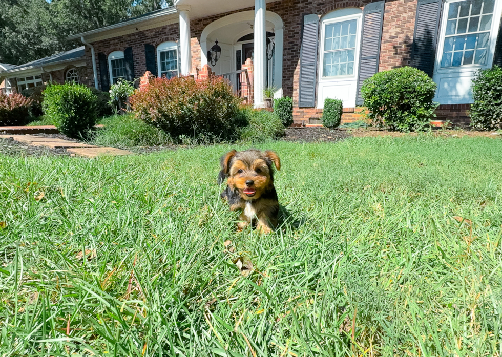 Yorkshire Terrier Puppy for Adoption