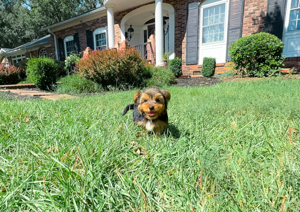 Cute Yorkshire Terrier Baby