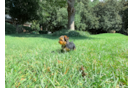 Cute Yorkie Purebred Puppy