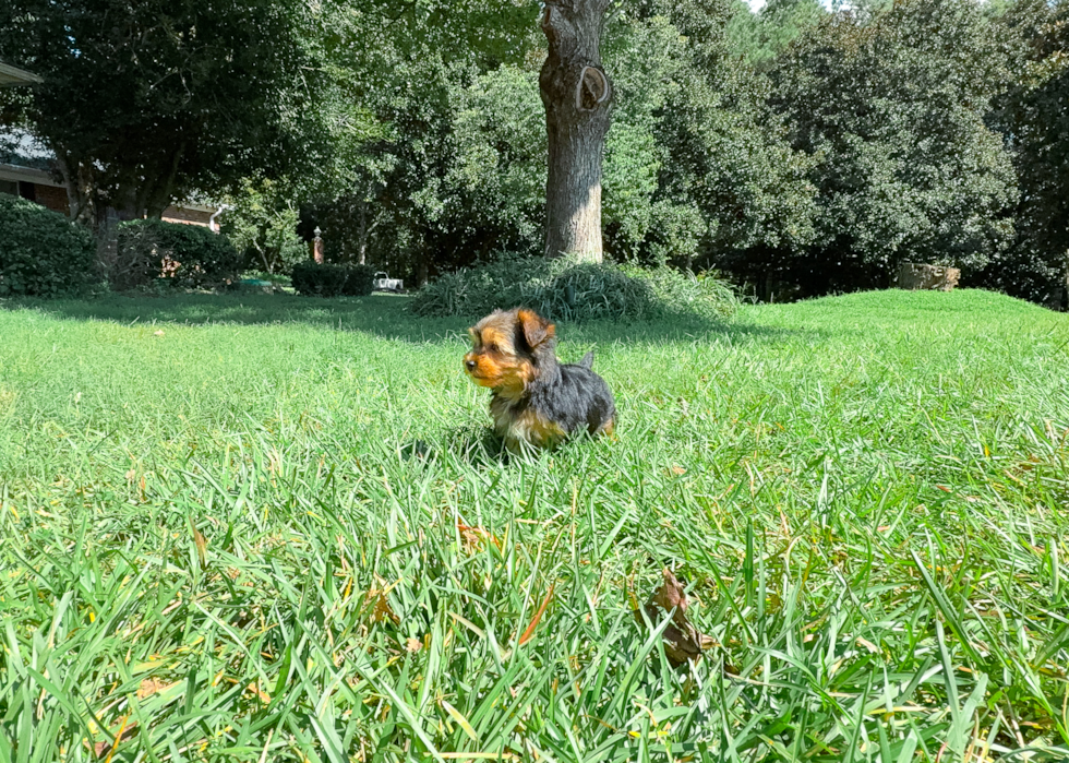 Cute Yorkie Purebred Puppy