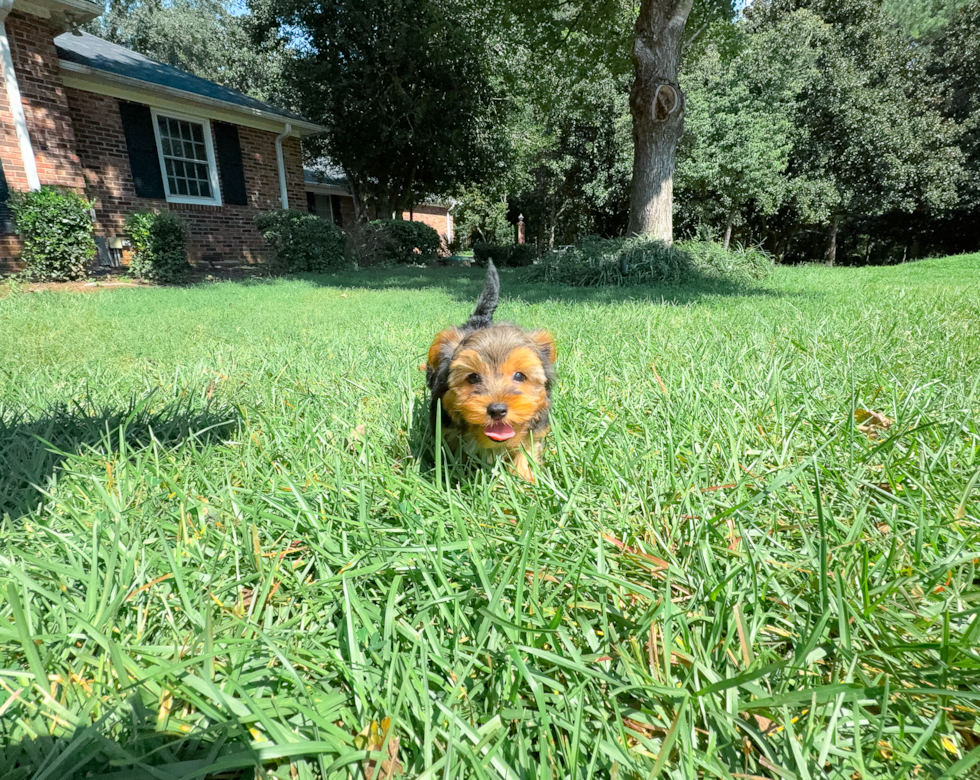 Cute Yorkie Purebred Puppy