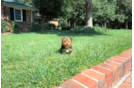 Cute Yorkie Purebred Puppy