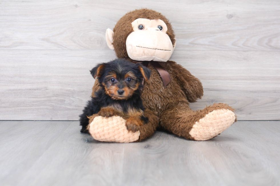 9 week old Yorkshire Terrier Puppy For Sale - Simply Southern Pups