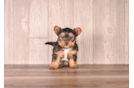 Cute Yorkie Purebred Puppy