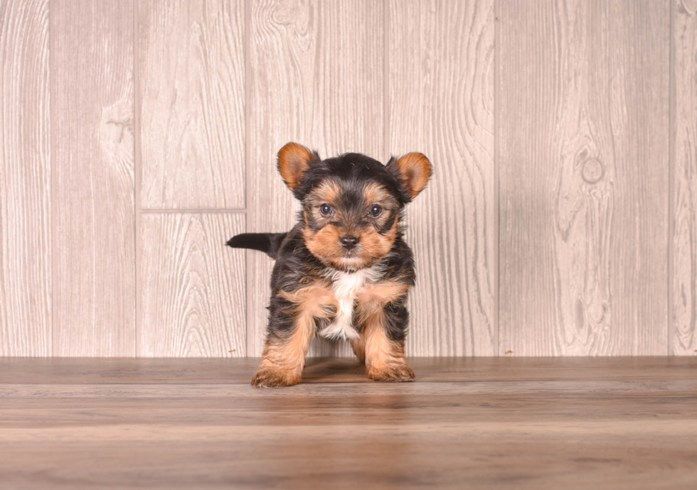 Cute Yorkie Purebred Puppy
