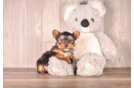 Cute Yorkshire Terrier Baby