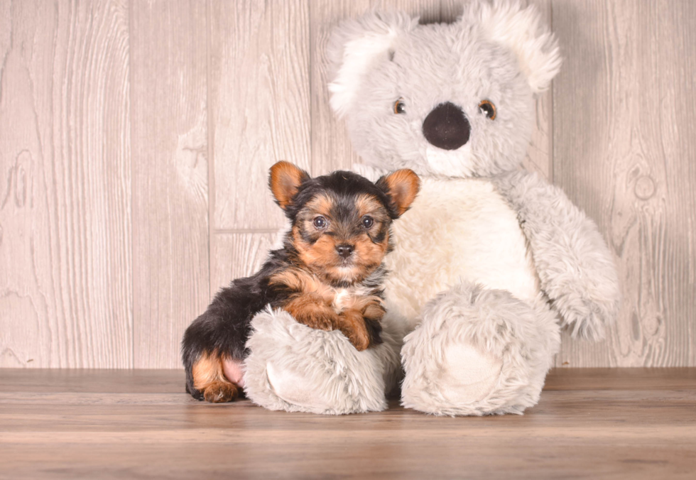Cute Yorkshire Terrier Baby