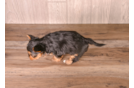 Cute Yorkie Purebred Puppy