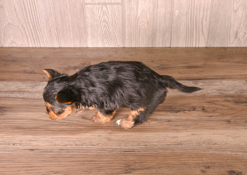 Cute Yorkie Purebred Puppy