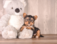7 week old Yorkshire Terrier Puppy For Sale - Simply Southern Pups