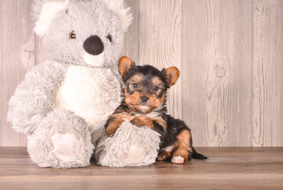 Yorkshire Terrier Pup Being Cute